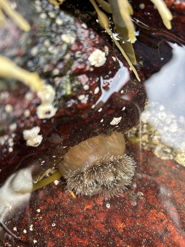 Plumose Anemone