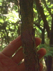 Podocarpus totara