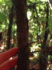 Podocarpus totara