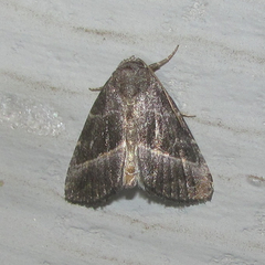Ogdoconta altura