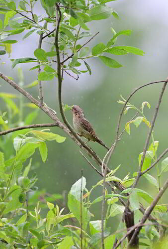 iNaturalist image