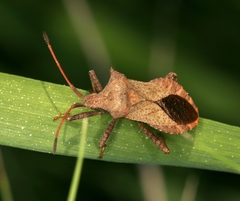 Coreus marginatus