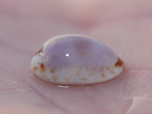 Naria gangranosa