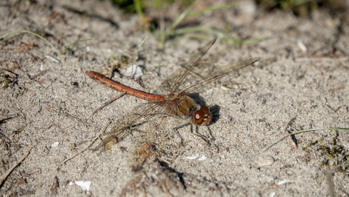 Common Darter
