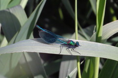 Calopteryx splendens