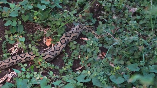 Russell's Viper