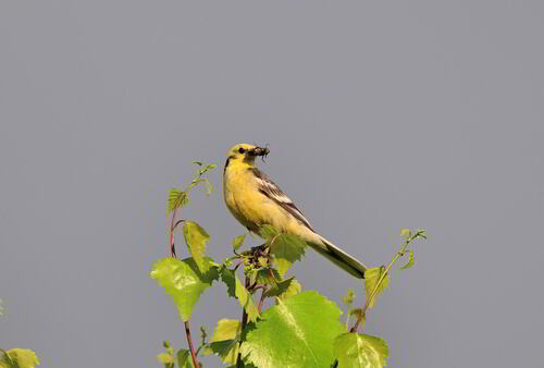 iNaturalist image