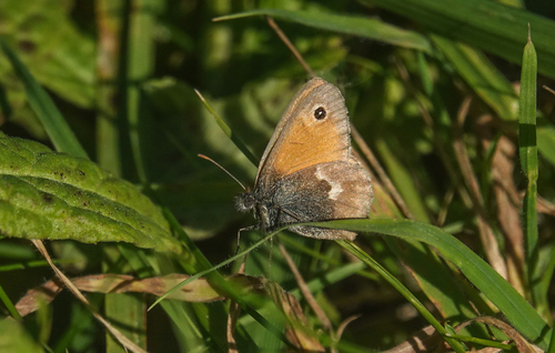 Small Heath