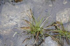 Isoetes melanospora