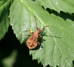 Coreus marginatus