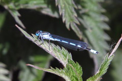 Enallagma cyathigerum