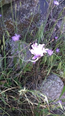 Pterocephalus brevis