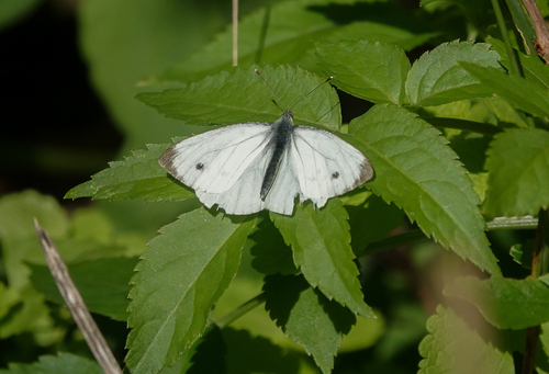 Green-veined White
