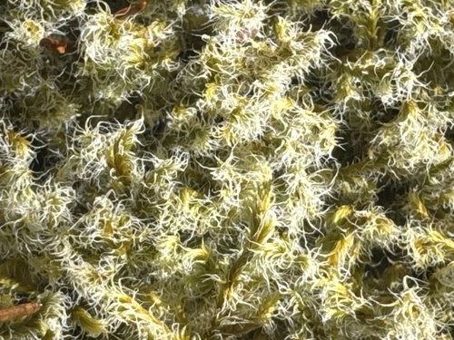 Racomitrium lanuginosum observed 2026-10-11