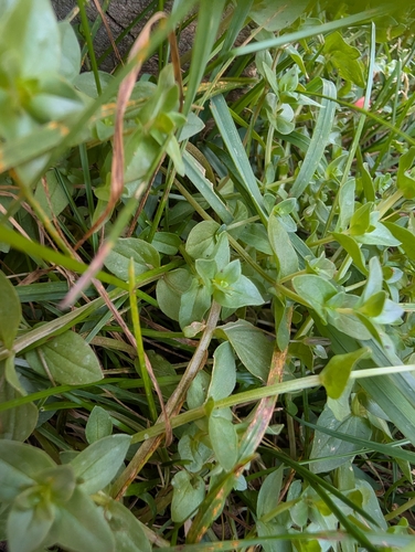 scarlet pimpernel