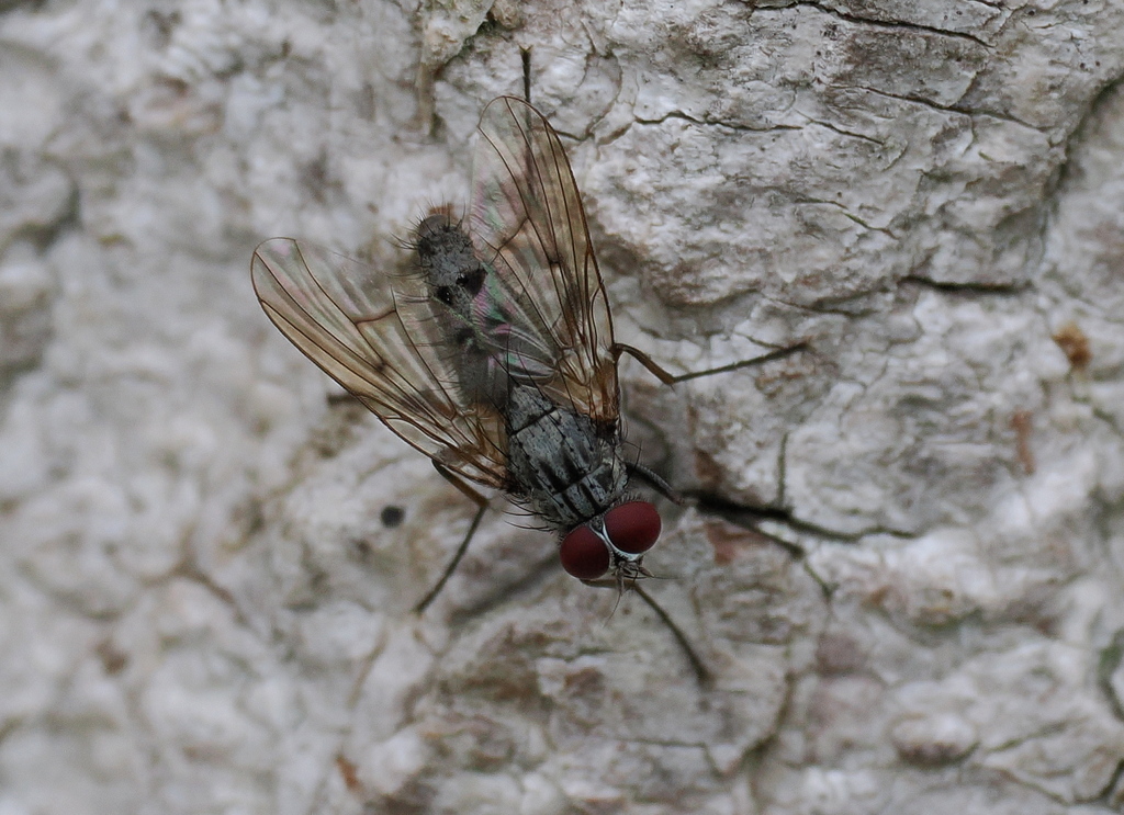 Helina pertusa
