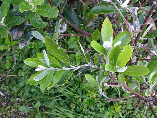 Brachylaena discolor observed 2026-10-10
