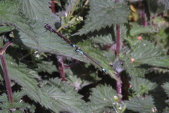 Ischnura elegans
