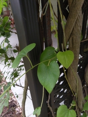 Aristolochia macrophylla