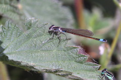 Ischnura elegans