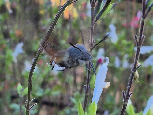 Eurasian Hummingbird Hawkmoth
