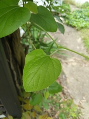 Aristolochia macrophylla