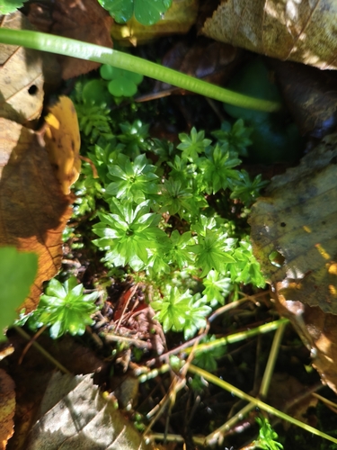 Rose Moss