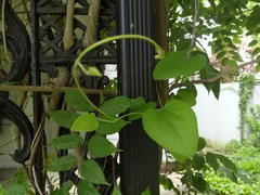 Aristolochia macrophylla