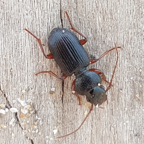 Carterus fulvipes