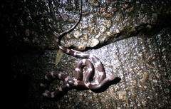 Lycodon futsingensis