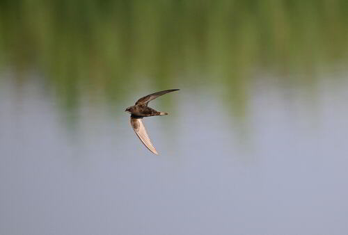 iNaturalist image