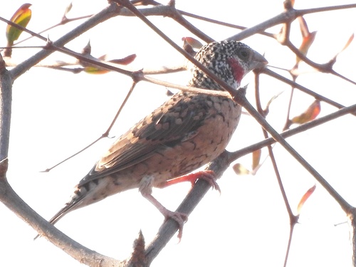 iNaturalist image
