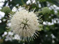 Cephalanthus tetrandra