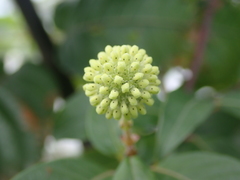 Cephalanthus tetrandra