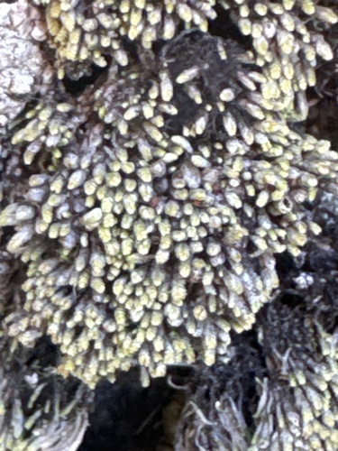 Gymnomitrion obtusum observed 2026-10-11