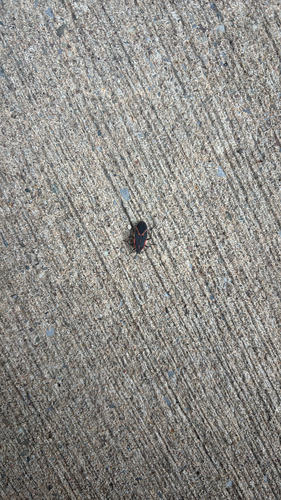 Eastern Boxelder Bug