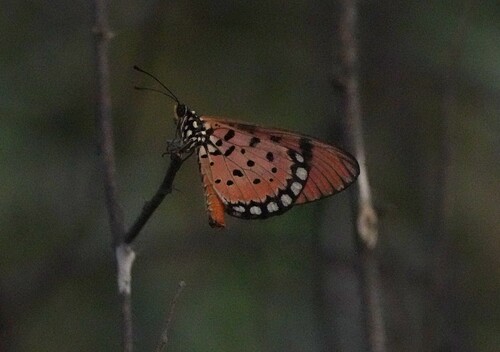 Tawny Coster