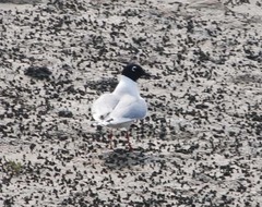 Saundersilarus saundersi