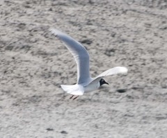 Saundersilarus saundersi