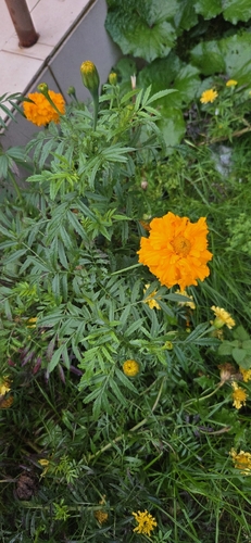Tagetes erecta observed 2026-10-12