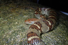 Trimerodytes aequifasciatus