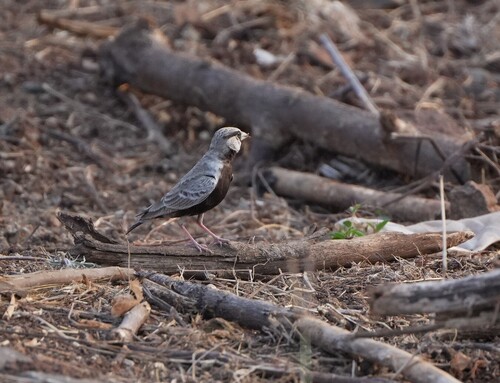 Ashy-crowned Sparrow-Lark