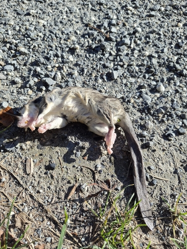 European Fat Dormouse