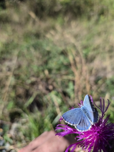 Adonis Blue