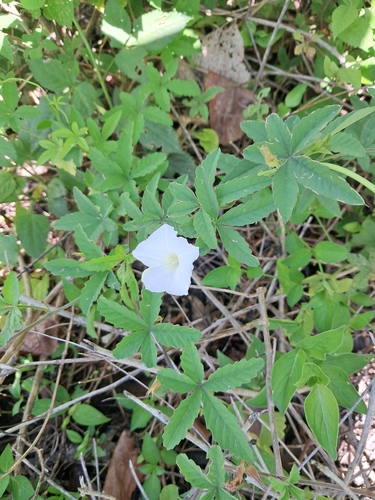 Distimake quinquefolius observed 2026-10-10