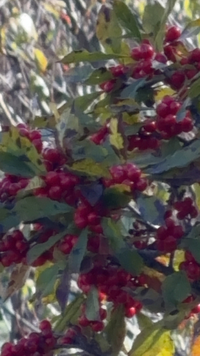 winterberry holly
