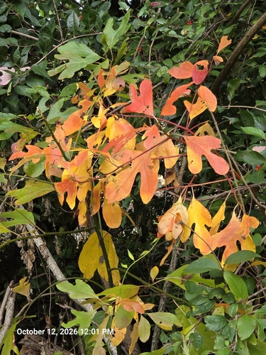 sassafras
