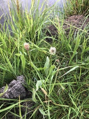 Plantago lanceolata