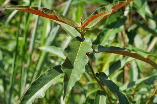 Ficus erecta observed 2026-10-12