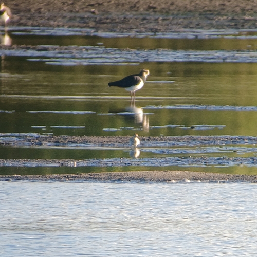 Northern Lapwing